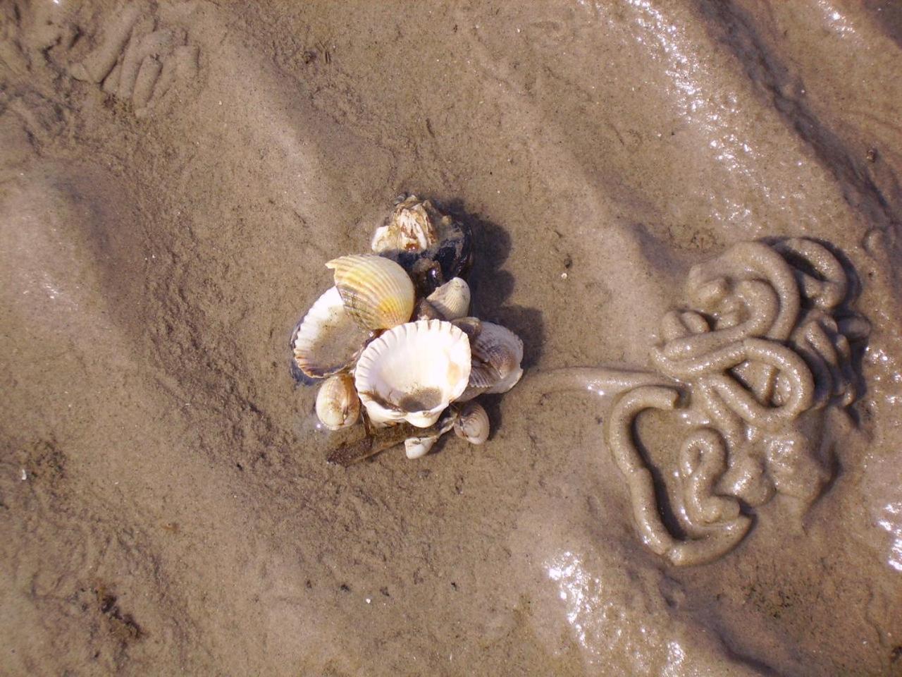 Nordsee Lodge Pellworm Exterior foto